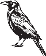 Crow raven bird vector illustration, SVG