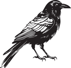 Crow raven bird vector illustration, SVG
