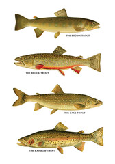 Vector set of different types of trout fish isolated on beige background
