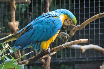 Large colorful South American macaw ara parrot sitting outdoor close up. A large bird that lives in the wild in the tropical jungle with large colorful plumage.