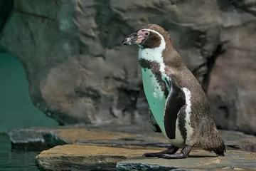 Rolgordijnen The Humboldt Penguin is a medium-sized penguin. It lives in South America, its range mainly includes most of the coast of Peru. Chilean or Peruvian penguin or Patranka. © serhii