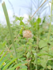 close up image of beauty dried Ageratum conyzoides, in Indonesia is known as the bandotan flower