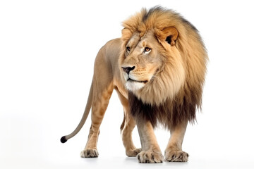 Fototapeta na wymiar Lion - animal king isolated on white background. Photorealistic generative art.
