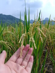 defocused image of the hand on the frame is holding rice in the rice fields that have started to turn yellow,  holding yellow rice in the paddy field, out of focus