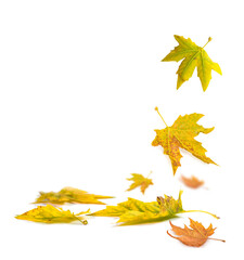 autumn leaves isolated on white