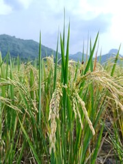food self-sufficiency in Indonesia in the agricultural sector by planting rice