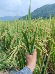 defocused image of the hand on the frame is holding rice in the rice fields that have started to turn yellow,  holding yellow rice in the paddy field, out of focus