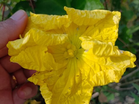 Close up image of yellow Luffa cylindrica flower in nature garden, decorated in yellow color