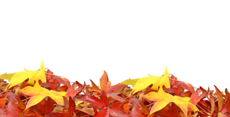 leaf leaves isolated falling for background 