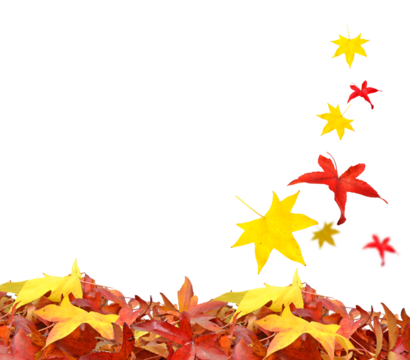 leaf leaves isolated falling for background isolated