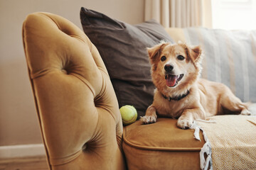 Home, pet and dog on a couch, relax and support in the living room, happy and chilling. Animal, canine and best friend on a sofa, tennis ball and cute in the lounge, playful and care in an apartment - obrazy, fototapety, plakaty