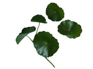 Green Centella asiatica leaves on white background