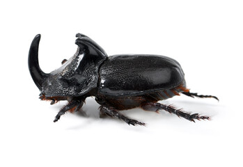 Rhino beetle, insect and bug on a white background in studio for wildlife, zoology and natural ecosystem. Animal mockup, side view and closeup of creature body for environment, entomology and nature