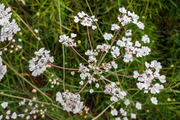 White flowers of Torilis japonica - Japanese Hedge Parsley close up