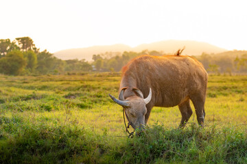 buffalo eating grass in the field
