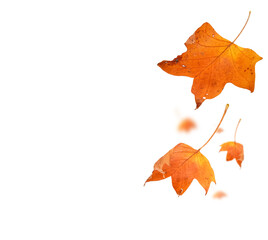 autumn leaf colors isolated for background