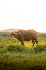 buffalo eating grass in the field