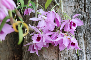 Dendrobium anosmum purple orchid blooming in the wild - obrazy, fototapety, plakaty