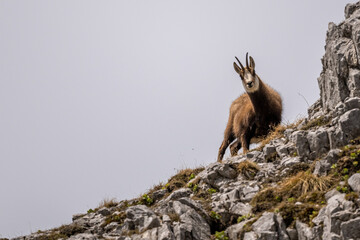 Alpine chamois in its natural rocky habitat in the Hochschwab Alps in Austria.