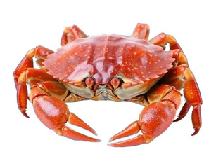 Crab Isolated on Transparent Background - Generative AI
