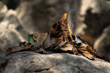 flame leaves on the rocks