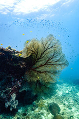 Beautiful underwater corals of the Andaman Sea in Thailand. - 599772489