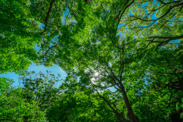 みなとみらいの新緑と青空