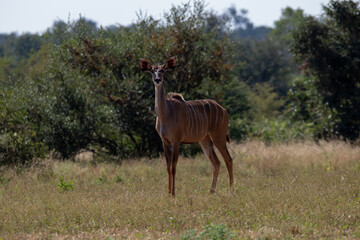 Greater kudu cow isolated in a clearing on the African savannah