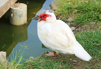 Closeup of a Muscovy Ducks or Cairina Moschata Domestica Relaxing by the Pond
