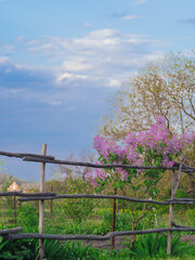 Lilac flower in the village. Pink lilac on the background of the sky, country landscape in spring. Lilac blossoms in the spring