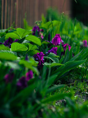purple flowers among green grass, flowers blooming in the garden in spring, bright purple flowers on a green natural background