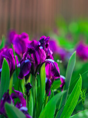 purple flowers among green grass, flowers blooming in the garden in spring, bright purple flowers on a green natural background
