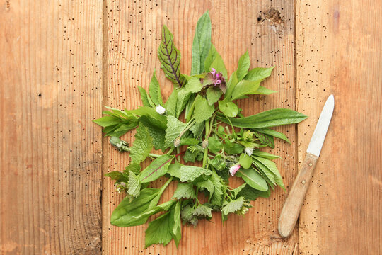 Wildkr&auml;uter Salat Wildkr&auml;utersalat Tisch Brett sammeln ernte 