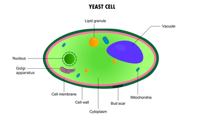 Diagram of a Yeast cell with labeled parts