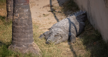 Crocodile (Crocodylidae) resting in ram ganga river at corbett national park.