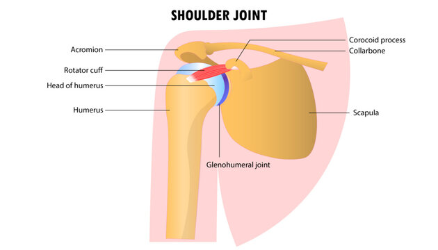 Diagram of the shoulder joint with labeled parts