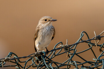 Spotted flycatcher (Muscicapa striata) perched on a fence.