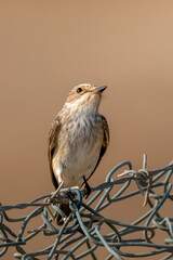 Spotted flycatcher (Muscicapa striata) perched on a fence.