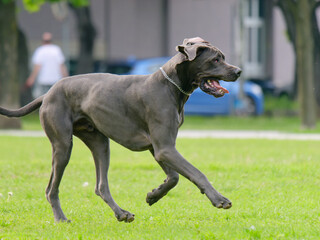 Close-up photo of a beautiful Great Dane running in the park