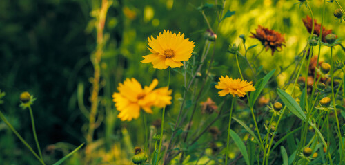 Beautiful summer background of flowers. Light toning of a warm summer garden.
