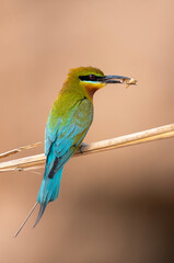 blue tailed bee eater on perch with hunt