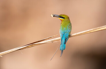 Obraz premium blue bee eater with hunt