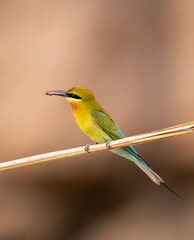 Blue tailed Bee eater