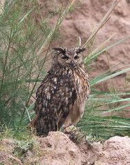 Eurasian Eagle Owl (Bubo bubo) sitting on a rock