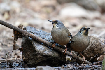 Variegated laughingthrush Drinking water in Water stream  - 599780485