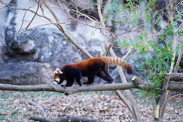 レッサーパンダ、Ailurus fulgens、Lesser panda、Red...