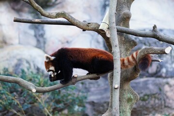 レッサーパンダ、Ailurus fulgens、Lesser panda、Red...