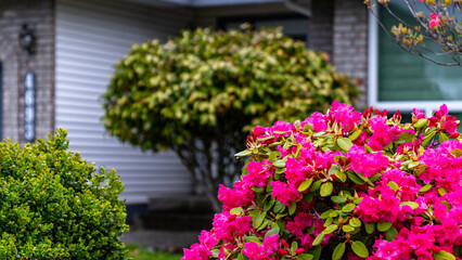 Fototapeta na wymiar Luxury front yard house with colorful blooming flowers and shrubs. Beautiful house in residential neighborhood, Vancouver Canada. 