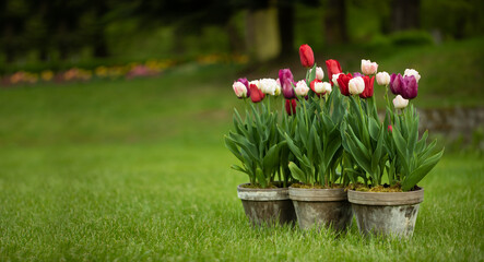 kompozycja z tulipanów w starych glinianych, rustykalnych donicach