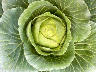 head of cabbage